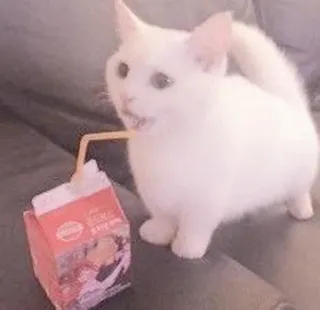 🐈 kot, kociak, mleko, napój, słodki, zwierzę domowe telegram sticker