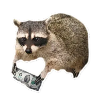 Racoonpack @perioad telegram stickers