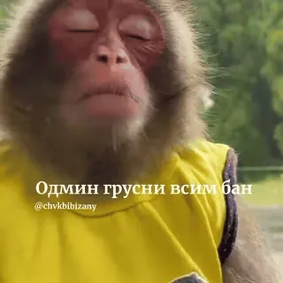 🐵 Одмин грусны всім бан
@chvkbibizany mono, animal, gracioso, meme, cultura de internet whatsapp sticker