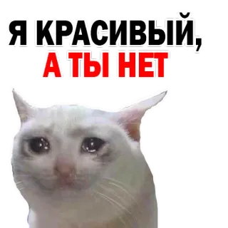 😊 Я КРАСИВЫЙ, А ТЫ НЕТ gato, meme, triste, russo, adesivo, chorando, bonito, lágrimas whatsapp sticker
