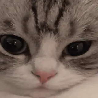😶 chat, animal, animal de compagnie, chaton, mignon, félin, domestique telegram sticker