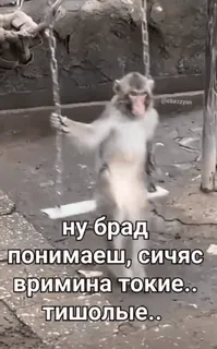 😅 ну брад понимаешь, сичас вримина токие.. тишолые.. ลิง, เอป, สัตว์, รัสเซีย, ข้อความ, ตลก telegram sticker