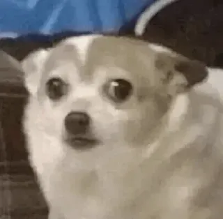 😶 dog, surprised, funny, cute, meme, animal telegram sticker