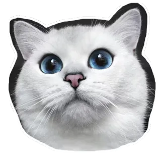 🐱 gato, gatito, animal, mascota, lindo, gato blanco, ojos azules telegram sticker