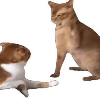 👊 cats, animals, domestic animals, pets whatsapp sticker