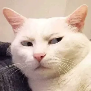 😒 gato, animal, gato branco, meme, engraçado, animal de estimação, fofo telegram sticker