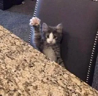 👋 cat, kitten, animal, pet, raised paw, domestic cat, grey cat telegram sticker