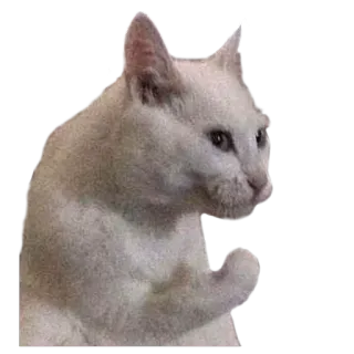 🤦 Katze, Tier, Meme, Daumen, Beleidigend telegram sticker
