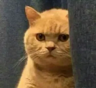 😐 고양이, 동물, 밈, 웃긴, 애완동물, 귀여운, 주황색 telegram sticker