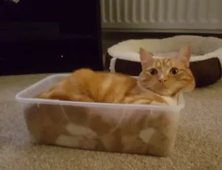 😱 gato, gato atigrado naranja, mascota, caja, animal, gato doméstico, felino telegram sticker