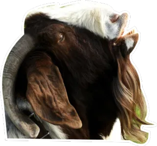 😫 goat, animal, farm, livestock, domestic animal telegram sticker