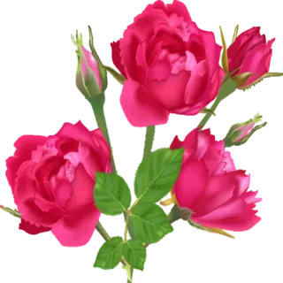 🌺 цветок, роза, цветы, природа, растение, цветение telegram sticker