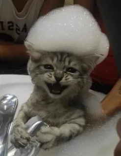 👻 cat, kitten, bubbles, bath, cute, animal telegram sticker