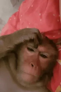 🌟 scimmia, animale, primate, mammifero, sdraiato whatsapp sticker