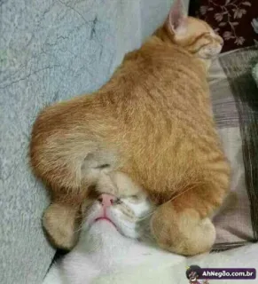 🌝 AhNegão.com.br gatos, durmiendo, animales, gracioso, lindo telegram sticker