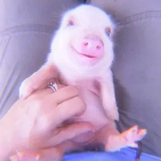 🐽 piglet, animal, cute, pig, baby telegram sticker
