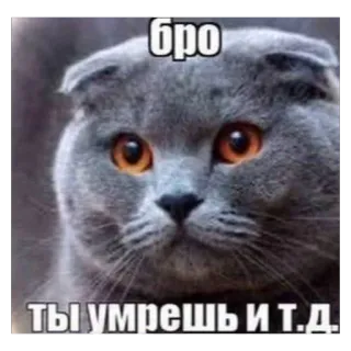❤ бро
ТЫ УМРЕШЬ И Т.Д. кот, мем, русский, текст, братан, животное, шотландская вислоухая telegram sticker