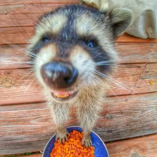 🍟 енот, животное, дикая природа, еда, на природе, милый telegram sticker