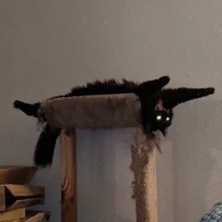 😾 猫, 黒猫, ペット, 動物, ネコ科, キャットタワー, 面白い, 可愛い telegram sticker
