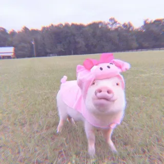 🐽 pig, animal, cute, pink, outdoors telegram sticker