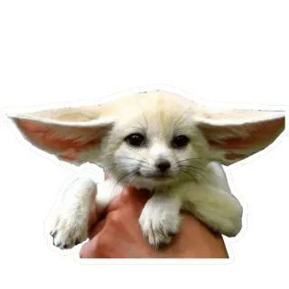 🦊 fennec fox, fox, animal, cute, desert fox, wildlife, pet telegram sticker