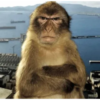 😡 monkey, macaque, serious, cross-armed, animal, gibraltar, primate, stern telegram sticker