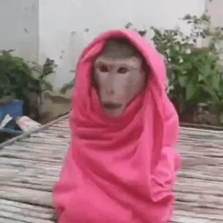 👳‍♀️ monkey, animal, pink, hooded whatsapp sticker