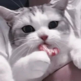 💗 кот, животное, лижет, домашний кот, милый, питомец telegram sticker