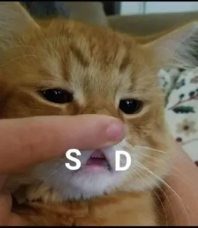 😔 SAD cat, sad, animal, funny, meme telegram sticker