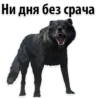 😡 Ни дня без срача wolf, angry, aggression, animal, Russian telegram sticker