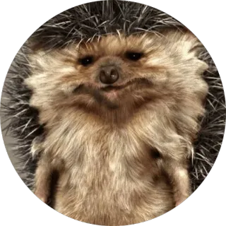 😐 animal, hérisson, mammifère, mignon telegram sticker
