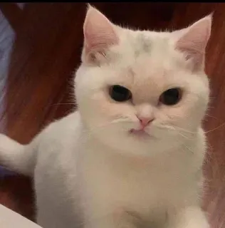 😒 kucing, kucing putih, imut, hewan, anak kucing, hewan peliharaan telegram sticker