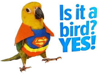 😎 Is it a bird? YES! bird, superman, parody, cute, animal, funny telegram sticker