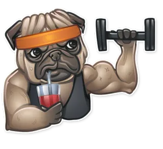 🏋 carlino, cane, sollevamento pesi, manubrio, fitness, allenamento, animale, animale domestico telegram sticker