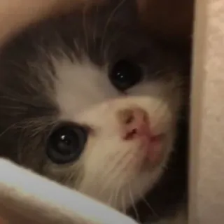🥺 котенок, кот, животное, питомец, милый, пушистый, домашнее животное telegram sticker