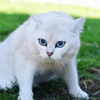 😖 gato, gato branco, olhos azuis, animal de estimação, animal, fofo telegram sticker