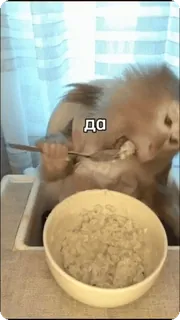 😋 ДА animal, comendo, tigela, comida whatsapp sticker