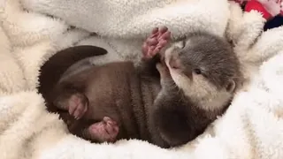 @vidromemi OTTERS telegram stickers