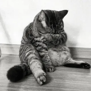 🖇 cat, animal, pet, feline, domestic cat, tabby, mammal telegram sticker