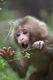 🐒 singe, animal, faune, nature, primate, mignon, bébé singe telegram sticker