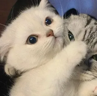 😟 cat, kitten, cute, animals, pets, friendship, family telegram sticker