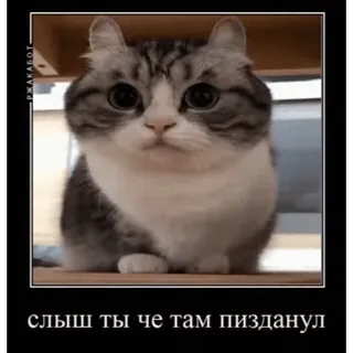 🤿 слыш ты че там пизданул mèo, xúc phạm, nga, meme, nhãn dán telegram sticker