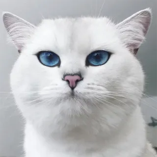 😕 gato, animal, animal de estimação, olhos azuis, gato branco, animal doméstico telegram sticker
