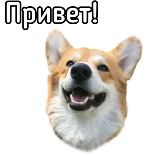 👋 Привет! hond, corgi, hallo, groet, dier telegram sticker