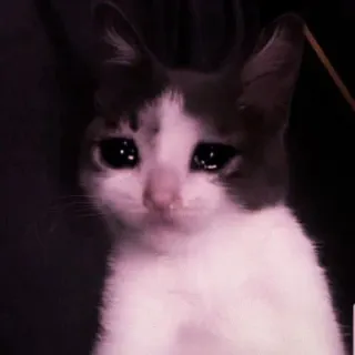 🍑 gato, triste, chorando, gatinho, fofo, meme telegram sticker