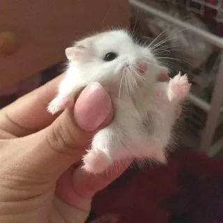 🐀 chomik, zwierzę, słodki, zwierzątko, gryzoń, mały telegram sticker