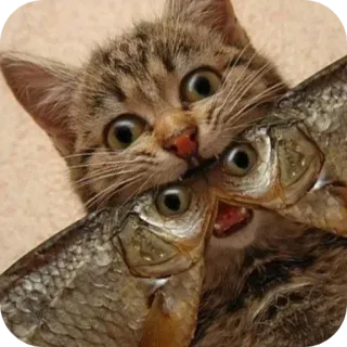 🌟 gato, peixe, gatinho, animal, comida, animal de estimação, fofo telegram sticker