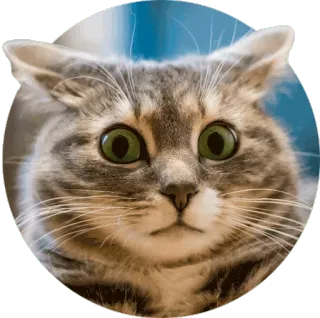 😳 chat, animal, animal de compagnie, drôle, mignon, chaton, mème, choqué telegram sticker