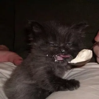 😁 gatito, gato, lindo, animal, mascota, gato negro, comiendo, cuchara, helado telegram sticker