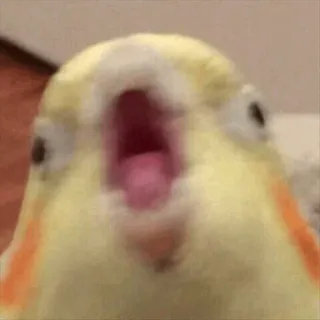 😱 Screaming Cockatiel Meme whatsapp sticker